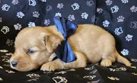 Navy, a male Golden Retriever for sale in Williamsburg, KY – 5 of 5