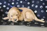 Navy, a male Golden Retriever for sale in Williamsburg, KY – 1 of 5
