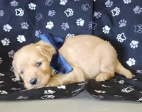 Navy, a male Golden Retriever for sale in Williamsburg, KY – 3 of 5