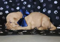Navy, a male Golden Retriever for sale in Williamsburg, KY – 4 of 5
