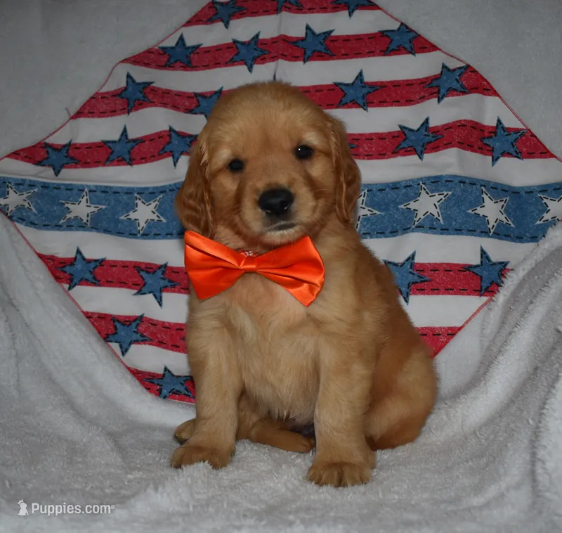 Orange  – Golden Retriever puppy for sale in Williamsburg, KY