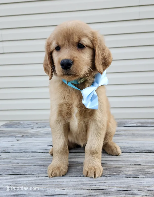 Teal – Golden Retriever puppy for sale in Williamsburg, KY