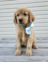 Teal, a female Golden Retriever for sale in Williamsburg, KY – 4 of 10