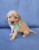 Teal, a female Golden Retriever for sale in Williamsburg, KY – 7 of 10