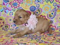 Pink, a female Golden Retriever for sale in Williamsburg, KY – 5 of 5