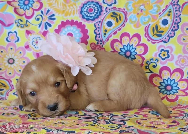 Pink – Golden Retriever puppy for sale in Williamsburg, KY