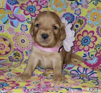 Pink, a female Golden Retriever for sale in Williamsburg, KY – 3 of 5
