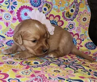 Pink, a female Golden Retriever for sale in Williamsburg, KY – 4 of 5