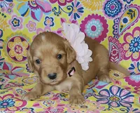 Pink, a female Golden Retriever for sale in Williamsburg, KY – 2 of 5