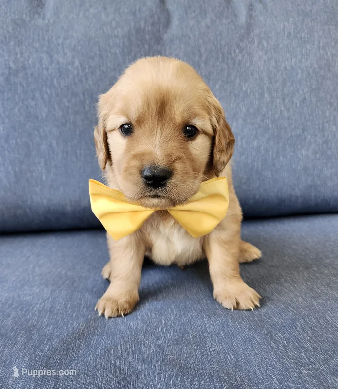Yellow  – Golden Retriever puppy for sale in Williamsburg, KY