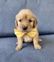 Yellow , a male Golden Retriever for sale in Williamsburg, KY – 10 of 10