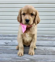Pink, a female Golden Retriever for sale in Williamsburg, KY – 5 of 10
