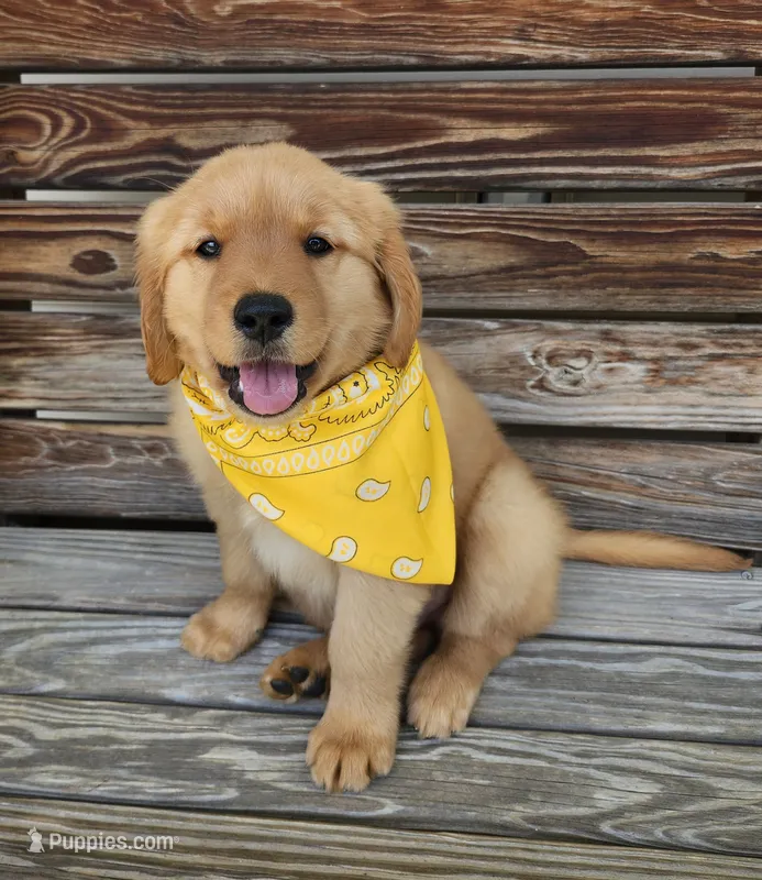 Yellow  – Golden Retriever puppy for sale in Williamsburg, KY