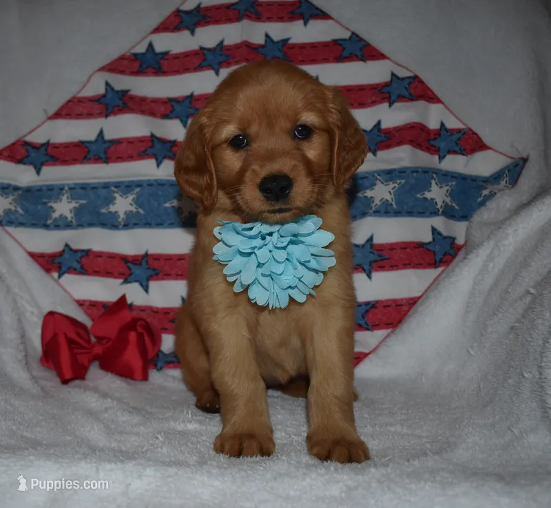 Teal – Golden Retriever puppy for sale in Williamsburg, KY