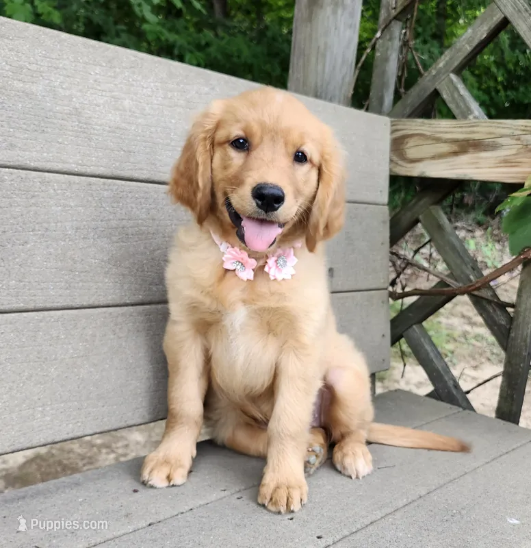 Pink – Golden Retriever puppy for sale in Williamsburg, KY