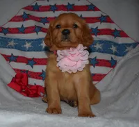 Pink, a female Golden Retriever for sale in Williamsburg, KY – 7 of 10