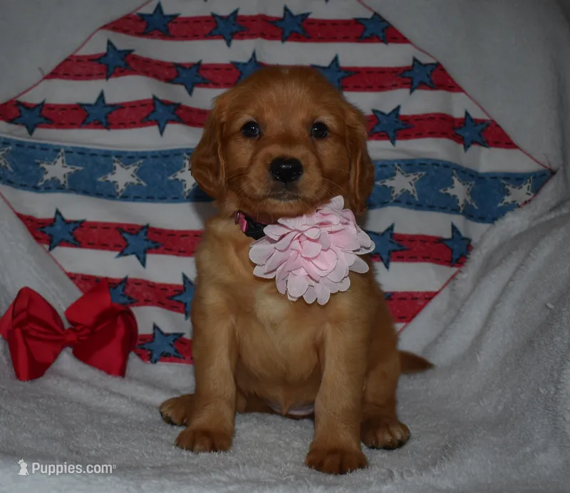 Pink – Golden Retriever puppy for sale in Williamsburg, KY