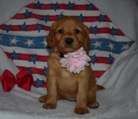 Pink, a female Golden Retriever for sale in Williamsburg, KY – 6 of 10