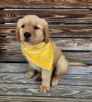 Yellow , a male Golden Retriever for sale in Williamsburg, KY – 2 of 10