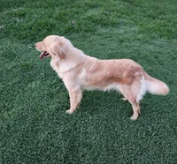 Cami, a female Golden Retriever for sale in Williamsburg, KY – Photo 7 of 8