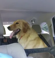 Cami, a female Golden Retriever for sale in Williamsburg, KY – Photo 2 of 8