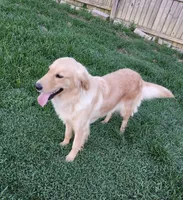 Cami, a female Golden Retriever for sale in Williamsburg, KY – Photo 6 of 8
