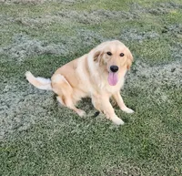 Cami, a female Golden Retriever for sale in Williamsburg, KY – Photo 5 of 8