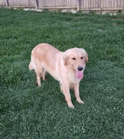 Cami, a female Golden Retriever for sale in Williamsburg, KY – Photo 1 of 8