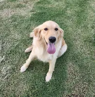Cami, a female Golden Retriever for sale in Williamsburg, KY – Photo 8 of 8