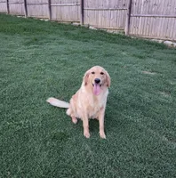 Cami, a female Golden Retriever for sale in Williamsburg, KY – Photo 4 of 8