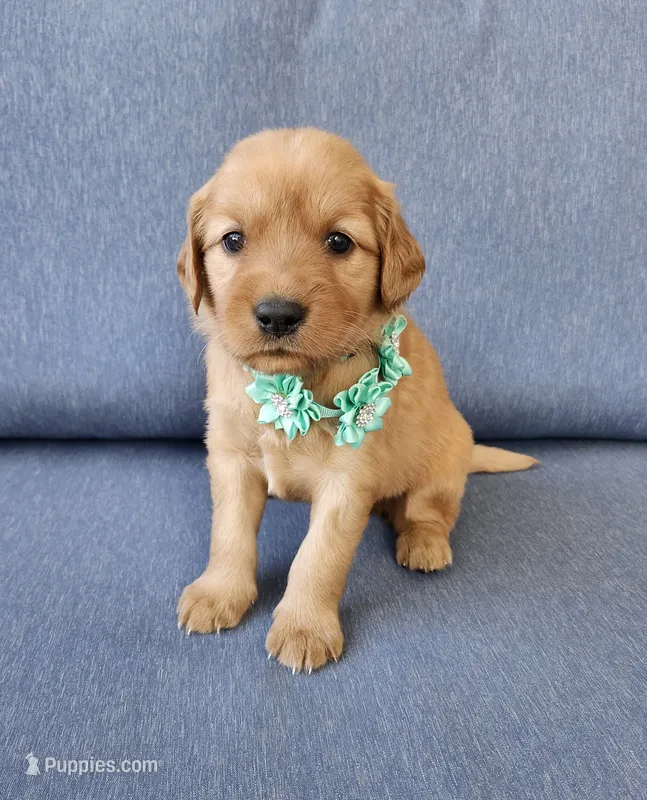 Teal – Golden Retriever puppy for sale in Williamsburg, KY