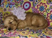 Purple , a female Golden Retriever for sale in Williamsburg, KY – 4 of 4