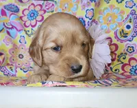 Purple , a female Golden Retriever for sale in Williamsburg, KY – 2 of 4