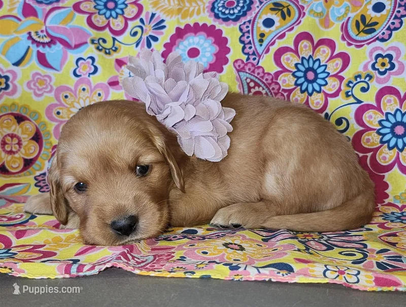 Purple  – Golden Retriever puppy for sale in Williamsburg, KY