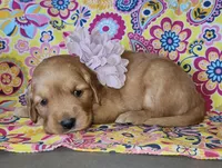 Purple , a female Golden Retriever for sale in Williamsburg, KY – 1 of 4