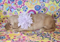 Purple , a female Golden Retriever for sale in Williamsburg, KY – 3 of 4