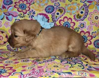 Teal, a female Golden Retriever for sale in Williamsburg, KY – 5 of 6