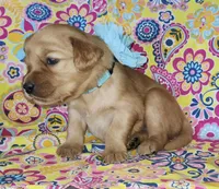 Teal, a female Golden Retriever for sale in Williamsburg, KY – 3 of 6