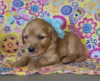 Teal, a female Golden Retriever for sale in Williamsburg, KY – 2 of 6
