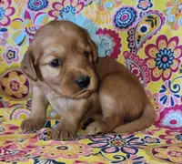 Teal, a female Golden Retriever for sale in Williamsburg, KY – 4 of 6