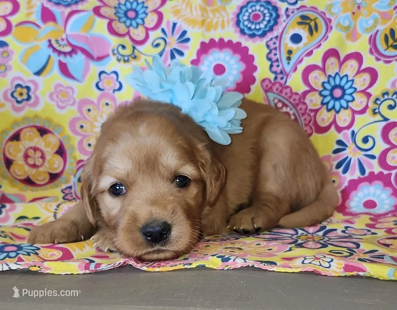 Teal – Golden Retriever puppy for sale in Williamsburg, KY