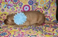 Teal, a female Golden Retriever for sale in Williamsburg, KY – 6 of 6