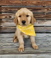 Yellow , a male Golden Retriever for sale in Williamsburg, KY – 3 of 10