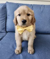 Yellow , a male Golden Retriever for sale in Williamsburg, KY – 5 of 10
