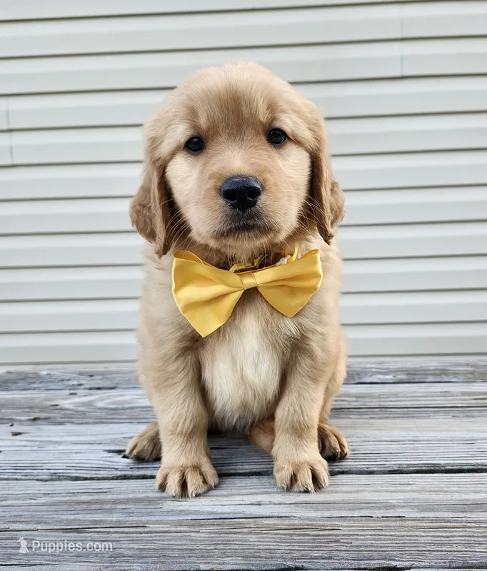 Yellow  – Golden Retriever puppy for sale in Williamsburg, KY