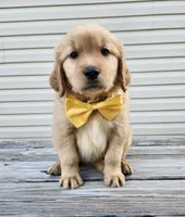 Yellow , a male Golden Retriever for sale in Williamsburg, KY – 4 of 10