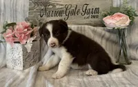 Winston, a male Border Collie for sale in Moody, TX – 1 of 3
