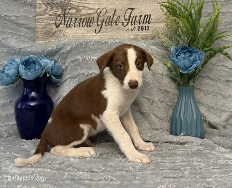 Bo – Border Collie puppy for sale in Moody, TX