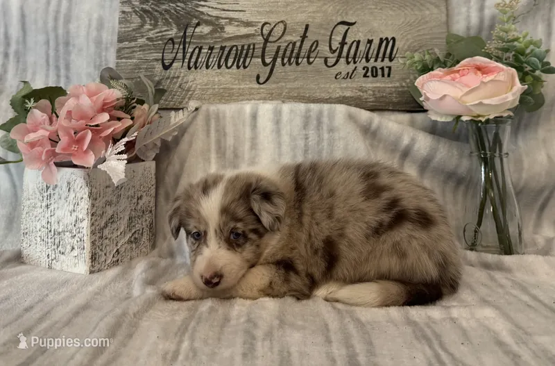Mia – Border Collie puppy for sale in Moody, TX