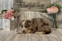 Mia, a female Border Collie for sale in Moody, TX – 1 of 3